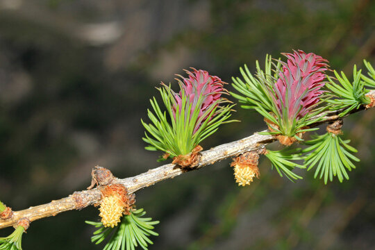 larice (Larix decidua); rametto con fiori femminili, fiori maschili e ciuffi di aghi nuovi