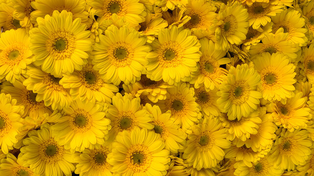 Yellow flowers of Barberton daisy, Gerbera jamesonii is a species of flowering plant in the genus Gerbera belonging to the basal Mutisieae tribe within the large Asteraceae family, Natural background.