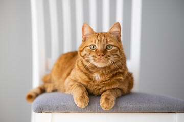 Cute ginger cat lying on grey chair at home with white interior. Domestic orange stripe cat for advertising of healthy happy pets life. Adorable animals. © Тетяна Немировська