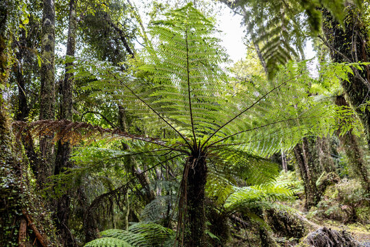 Lush tree ferns in native rainforest in South Island, New Zealand