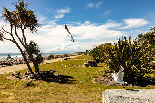 Coastal landscape with native flax and cabbage trees in New Zealand