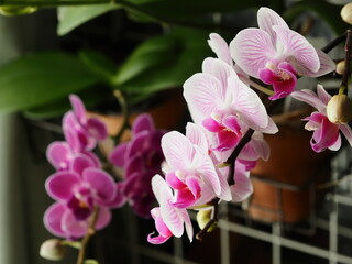 ピンクの花が咲いた