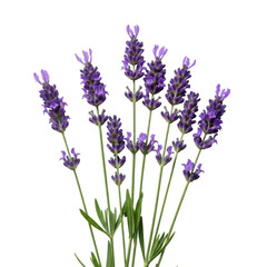 Obraz premium Vibrant purple lavender blooms against a pure white background
