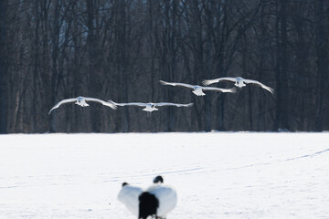 Fototapeta premium 飛んでいる鶴