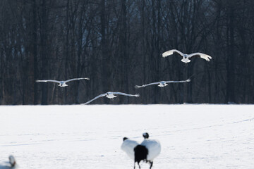 Fototapeta premium 飛んでいる鶴
