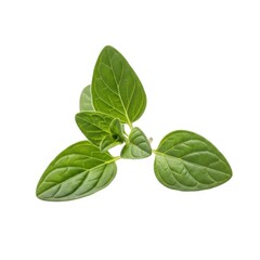 Fresh green basil leaves