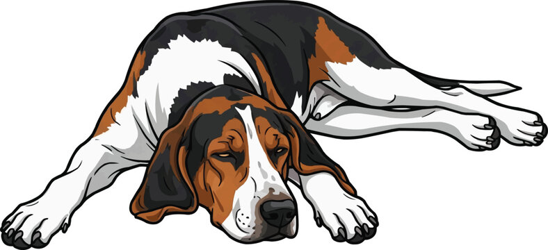 Treeing Walker Coonhound dog lying down relaxed sleeping pose