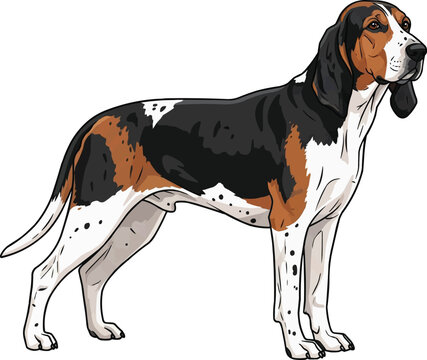 Treeing Walker Coonhound dog standing side profile illustration