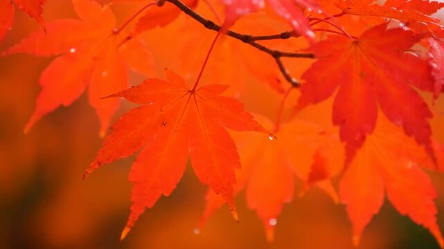 Close-up of vibrant red maple leaves in autumn, with water droplets visible. The leaves are the focus
