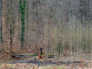 Gef&auml;llte B&auml;ume im Mischwald