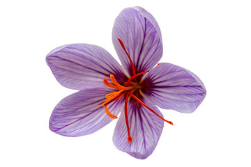 Fototapeta premium Purple saffron flower with orange stamens isolated on a transparent background