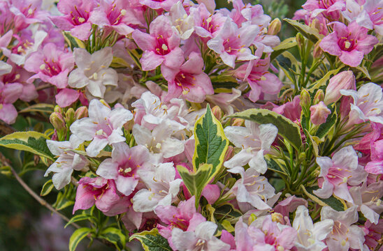 Weigela pink and white flowers Bush background. Pale Pink flowers of Weigela Florida Variegata.