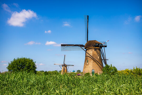 Traditional windmill at Kinderdijk UNESCO site in the Netherlands above tall green reeds and open blue sky, classic Dutch polder landscape in summer light