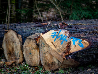 Markierte und zur Abholung bereite Baumstämme neben einem Forstweg