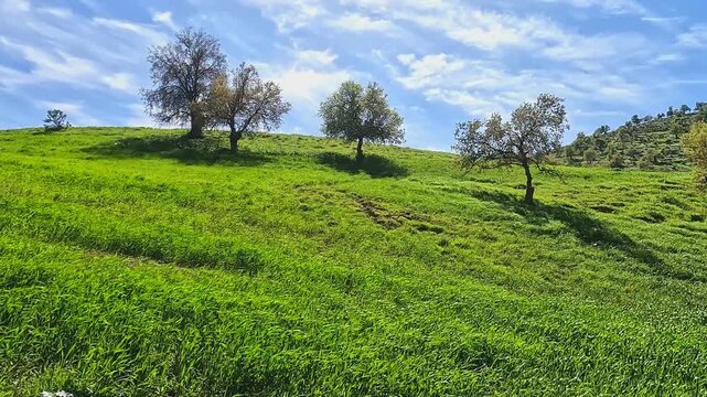 Nature in Jordan - green grass and trees - green field in Irbid, Jordan 