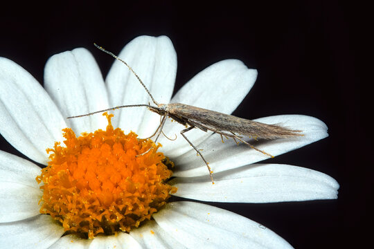A small butterfly (Coleophora vestianella) tastes a white daisy. moth belonging to the genus Coleophora, a group commonly known as case-bearer moths. 
