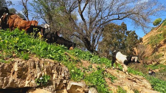 A Group of sheep in the green nature (goats, lambs, Qurbans in Eid al-Adha) Irbid, Jordan 