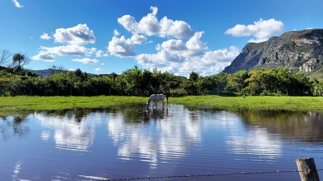 The wild horse was drinking water in the lake located in Serra do Cip&oacute; - MG, with a bucolic landscape in the background featuring a blue sky and white clouds.