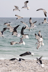Seagulls Flying Above the Beach in Gulf Shores Alabama During a Sunny Day Near the Water