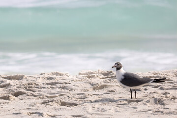 Laughing Seagull Stands on Sand at Gulf Shores Beach During Sunny Day