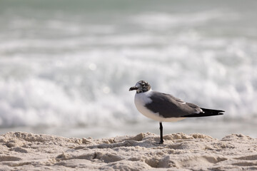 Seagull Stands on Sand at Gulf Shores Beach During Sunny Day Near Gentle Ocean Waves