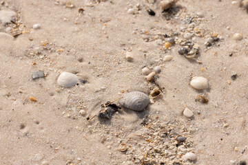 Exploring the Sandy Beach at Gulf Shores Alabama With Shells and Small Creatures During a Sunny Day in Summer