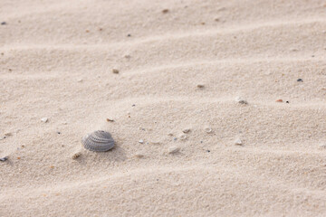 Shell Found on the Sand at Gulf Shores Beach While Enjoying a Sunny Day in Alabama