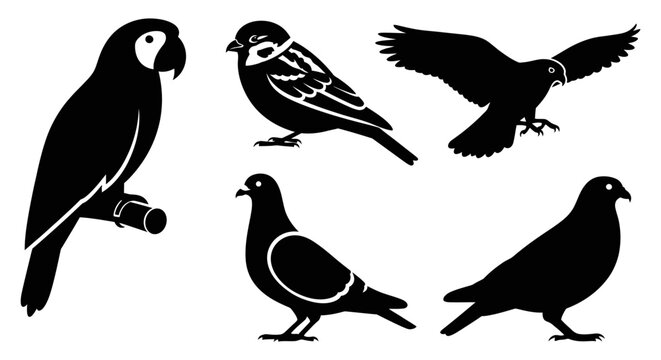 Diverse Bird Silhouettes Vector Collection: Parrot, Finch, Hawk, and Pigeons