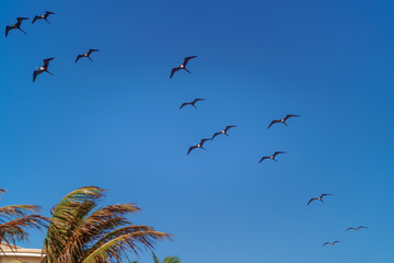 Fototapeta premium Flock of frigatebirds flying above palm tree against blue sky