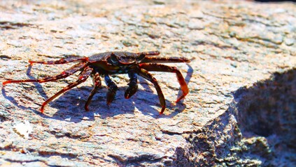 krab na kamienistej plaży na wyspie Gran Canaria. © Pawel Zabczyk
