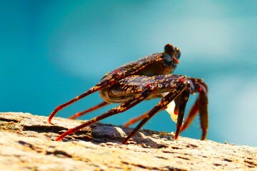 sylwetka kraba na kamieniu na tle błękitnego nieba, super zdjęcie. © Pawel Zabczyk