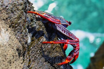 przepiękny, fantastyczny czerwony krab na kamienistej plaży wyspy Gran Canaria.