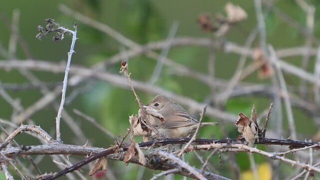 Common whitethroat (Sylvia communis) hopping and moving actively across branches of a bush in its natural habitat. Slow motion footage capturing natural behavior of a small wild songbird in outdoor en
