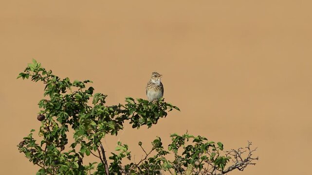 Eurasian skylark (Alauda arvensis) singing while perched on a bush in its natural habitat. Wildlife footage capturing the bird song during breeding season in open countryside.
