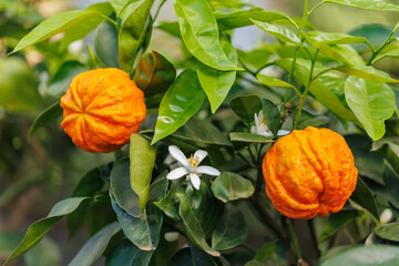 Decorative citrus tree with large wrinkled orange fruits and white blossoms among green leaves