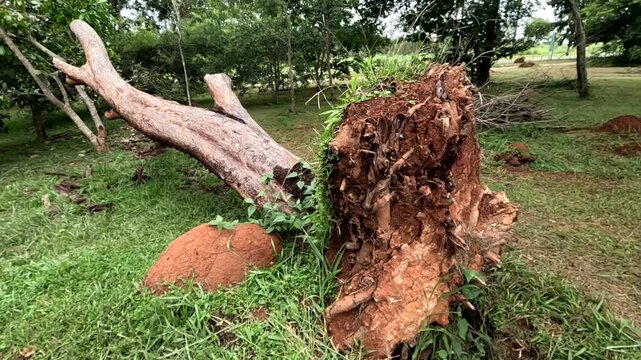 A big tree that was uprooted and fell over during a storm