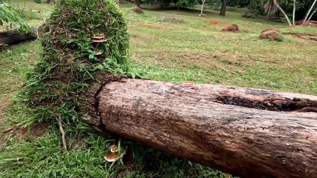 A big tree that was uprooted and fell over during a storm