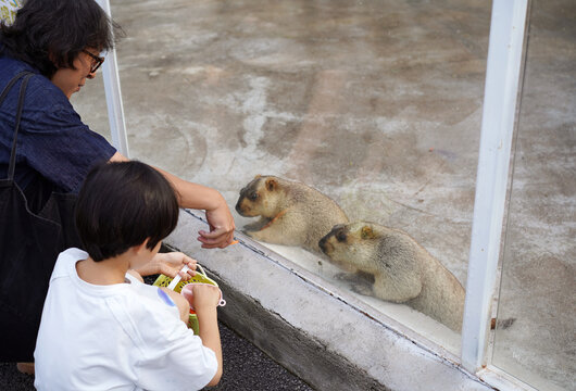 Chinese boy and his father feeding a marmot
