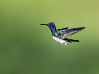 Fototapeta premium White-necked Jacobin Hummingbird Hovering in Flight Over Green Background