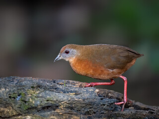 Russet-crowned Crake Walking on Weathered Log in Tropical Forest