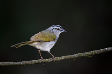Obraz premium Black-striped Sparrow Perched on Branch in Tropical Forest