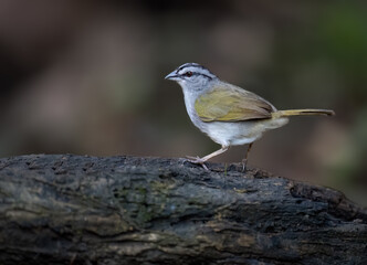 Obraz premium Black-striped Sparrow Perched on Log in Tropical Forest Undergrowth