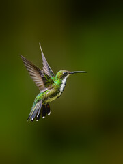 Fototapeta premium Black-throated Mango Hummingbird Hovering In Tropical Forest on Green Background