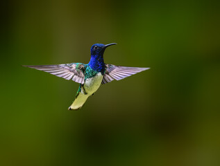 Fototapeta premium Male White-necked Jacobin Hummingbird Hovering in Tropical Forest on Green Background