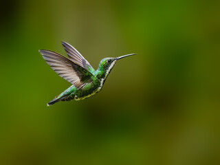 Fototapeta premium Black-throated Mango Hummingbird Hovering In Tropical Forest on Green Background