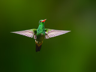 Fototapeta premium Rufous-tailed Hummingbird Hovering With Wings Spread Against Green Background