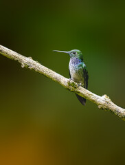 Blue-chested Hummingbird Perched on a Branch in Tropical Rainforest