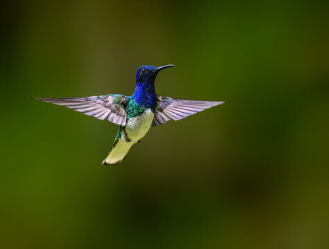 Male White-necked Jacobin Hummingbird Hovering in Tropical Forest on Green Background