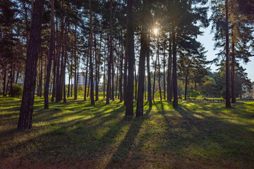 Fototapeta premium Sun rays shining through pine tree trunks in morning forest
