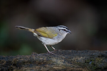 Black-striped Sparrow Perched on Log in Tropical Forest Undergrowth